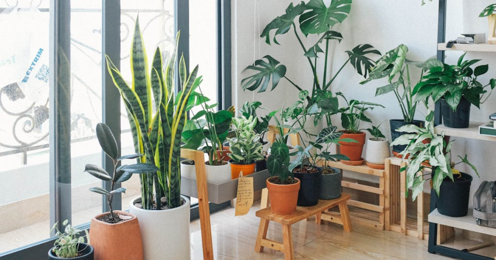 Indoor plants